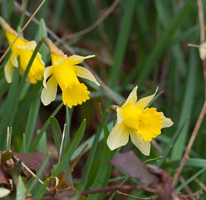 Narcissus pseudonarcissus (Amaryllidaceae)  - Narcisse faux narcisse, Jonquille des bois, Jonquille, Narcisse trompette Thuin [Belgique] 25/03/2007 - 290m