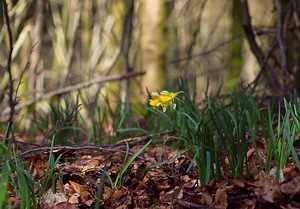 Narcissus pseudonarcissus (Amaryllidaceae)  - Narcisse faux narcisse, Jonquille des bois, Jonquille, Narcisse trompette Thuin [Belgique] 25/03/2007 - 290m