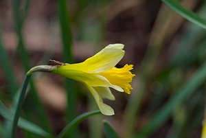 Narcissus pseudonarcissus (Amaryllidaceae)  - Narcisse faux narcisse, Jonquille des bois, Jonquille, Narcisse trompette Thuin [Belgique] 25/03/2007 - 290m