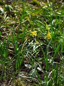 Narcissus pseudonarcissus (Amaryllidaceae)  - Narcisse faux narcisse, Jonquille des bois, Jonquille, Narcisse trompette Thuin [Belgique] 25/03/2007 - 290m