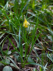 Narcissus pseudonarcissus (Amaryllidaceae)  - Narcisse faux narcisse, Jonquille des bois, Jonquille, Narcisse trompette Thuin [Belgique] 25/03/2007 - 290m