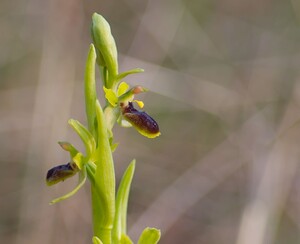 Ophrys araneola sensu auct. plur. (Orchidaceae)  - Ophrys litigieux Pas-de-Calais [France] 31/03/2007 - 170m