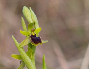 Ophrys araneola sensu auct. plur. (Orchidaceae)  - Ophrys litigieux Pas-de-Calais [France] 31/03/2007 - 170m