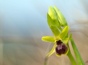 Ophrys araneola sensu auct. plur. (Orchidaceae)  - Ophrys litigieux Pas-de-Calais [France] 31/03/2007 - 170m