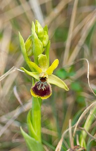 Ophrys araneola sensu auct. plur. (Orchidaceae)  - Ophrys litigieux Pas-de-Calais [France] 31/03/2007 - 170m