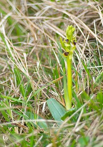 Ophrys araneola sensu auct. plur. (Orchidaceae)  - Ophrys litigieux Pas-de-Calais [France] 31/03/2007 - 170m