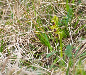 Ophrys araneola sensu auct. plur. (Orchidaceae)  - Ophrys litigieux Pas-de-Calais [France] 31/03/2007 - 170m