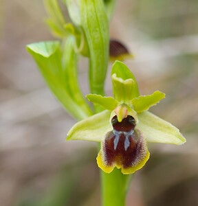 Ophrys araneola sensu auct. plur. (Orchidaceae)  - Ophrys litigieux Pas-de-Calais [France] 31/03/2007 - 170m