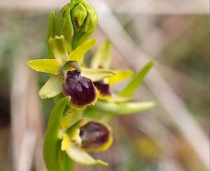 Ophrys araneola sensu auct. plur. (Orchidaceae)  - Ophrys litigieux Pas-de-Calais [France] 31/03/2007 - 170m