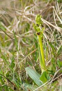 Ophrys araneola sensu auct. plur. (Orchidaceae)  - Ophrys litigieux Pas-de-Calais [France] 31/03/2007 - 170m