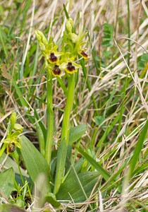 Ophrys araneola sensu auct. plur. (Orchidaceae)  - Ophrys litigieux Pas-de-Calais [France] 31/03/2007 - 170m