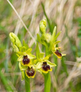 Ophrys araneola sensu auct. plur. (Orchidaceae)  - Ophrys litigieux Pas-de-Calais [France] 31/03/2007 - 170m