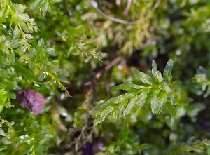 Plagiomnium undulatum (Mniaceae)  - Hart's-Tongue Thyme-moss  [France] 10/03/2007 - 230m