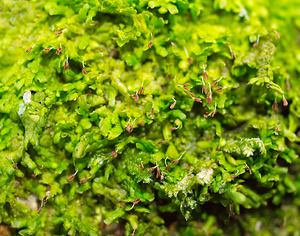 Radula complanata (Radulaceae)  - Even Scalewort  [France] 10/03/2007 - 180m