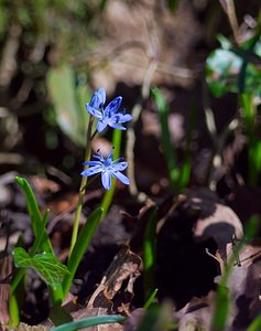 Scilla bifolia (Asparagaceae)  - Scille à deux feuilles, Étoile bleue - Alpine Squill  [France] 10/03/2007 - 230m