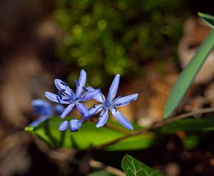 Scilla bifolia (Asparagaceae)  - Scille à deux feuilles, Étoile bleue - Alpine Squill  [France] 10/03/2007 - 230m