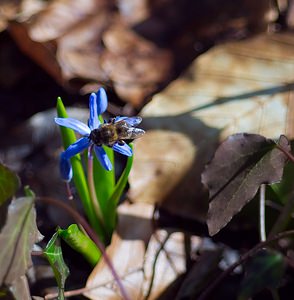 Scilla bifolia (Asparagaceae)  - Scille à deux feuilles, Étoile bleue - Alpine Squill  [France] 10/03/2007 - 230m