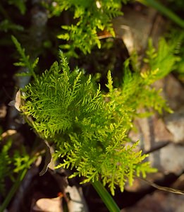 Thuidium tamariscinum (Thuidiaceae)  - Common Tamarisk-moss  [France] 10/03/2007 - 230m