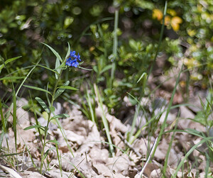Aegonychon purpurocaeruleum (Boraginaceae)  - Fausse buglosse pourpre bleu, Grémil pourpre bleu, Thé d'Europe Aveyron [France] 28/04/2007 - 720m