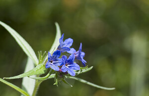 Aegonychon purpurocaeruleum (Boraginaceae)  - Fausse buglosse pourpre bleu, Grémil pourpre bleu, Thé d'Europe Aveyron [France] 28/04/2007 - 760m