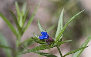Aegonychon purpurocaeruleum (Boraginaceae)  - Fausse buglosse pourpre bleu, Grémil pourpre bleu, Thé d'Europe Aveyron [France] 28/04/2007 - 770m