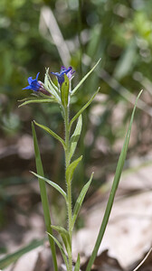Aegonychon purpurocaeruleum (Boraginaceae)  - Fausse buglosse pourpre bleu, Grémil pourpre bleu, Thé d'Europe Aveyron [France] 28/04/2007 - 780m