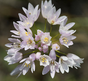Allium roseum (Amaryllidaceae)  - Ail rose - Rosy Garlic Aude [France] 22/04/2007 - 20mvariante ? fleurs p?les