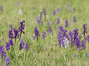 Anacamptis morio (Orchidaceae)  - Anacamptide bouffon, Orchis bouffon Haute-Vienne [France] 17/04/2007 - 280m