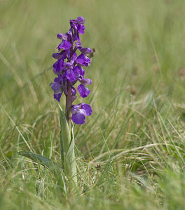 Anacamptis morio (Orchidaceae)  - Anacamptide bouffon, Orchis bouffon Haute-Vienne [France] 17/04/2007 - 280m