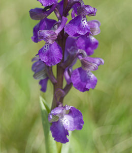 Anacamptis morio (Orchidaceae)  - Anacamptide bouffon, Orchis bouffon Haute-Vienne [France] 17/04/2007 - 280m