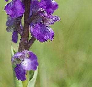 Anacamptis morio (Orchidaceae)  - Anacamptide bouffon, Orchis bouffon Haute-Vienne [France] 17/04/2007 - 280m