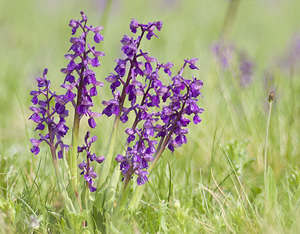 Anacamptis morio (Orchidaceae)  - Anacamptide bouffon, Orchis bouffon Haute-Vienne [France] 17/04/2007 - 280m