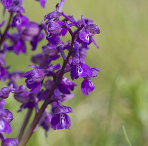 Anacamptis morio (Orchidaceae)  - Anacamptide bouffon, Orchis bouffon Haute-Vienne [France] 17/04/2007 - 280m