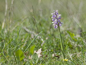 Anacamptis morio (Orchidaceae)  - Anacamptide bouffon, Orchis bouffon Lot [France] 18/04/2007 - 260m