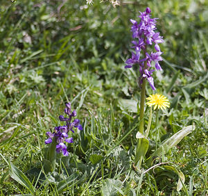 Anacamptis morio (Orchidaceae)  - Anacamptide bouffon, Orchis bouffon Aude [France] 25/04/2007 - 780m avec ? sa droite, orchis mascula