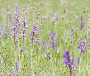 Anacamptis morio (Orchidaceae)  - Anacamptide bouffon, Orchis bouffon Ariege [France] 26/04/2007 - 1410m