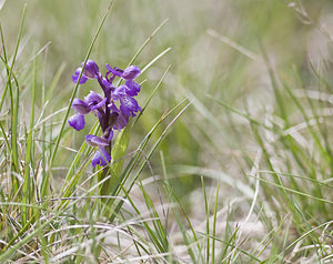Anacamptis morio (Orchidaceae)  - Anacamptide bouffon, Orchis bouffon Aveyron [France] 28/04/2007 - 810m