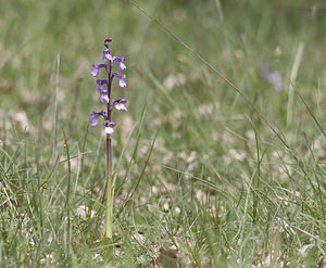 Anacamptis morio (Orchidaceae)  - Anacamptide bouffon, Orchis bouffon Aveyron [France] 29/04/2007 - 640m