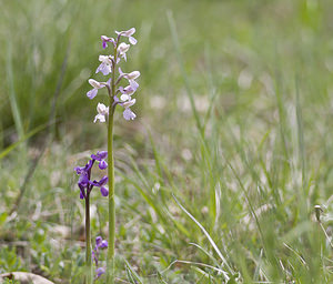 Anacamptis morio (Orchidaceae)  - Anacamptide bouffon, Orchis bouffon Aveyron [France] 29/04/2007 - 640m