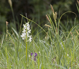 Anacamptis morio (Orchidaceae)  - Anacamptide bouffon, Orchis bouffon Aveyron [France] 29/04/2007 - 640m