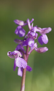 Anacamptis morio subsp. picta (Orchidaceae)  - Anacamptide peinte, Orchis peint Aude [France] 22/04/2007 - 380m