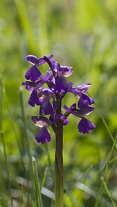 Anacamptis morio subsp. picta (Orchidaceae)  - Anacamptide peinte, Orchis peint Aude [France] 23/04/2007 - 380m