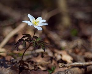 Anemone nemorosa (Ranunculaceae)  - Anémone des bois, Anémone sylvie - Wood Anemone Marne [France] 08/04/2007 - 110m