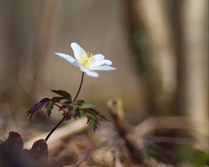 Anemone nemorosa (Ranunculaceae)  - Anémone des bois, Anémone sylvie - Wood Anemone Marne [France] 08/04/2007 - 120m