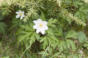 Anemone nemorosa (Ranunculaceae)  - Anémone des bois, Anémone sylvie - Wood Anemone Ariege [France] 26/04/2007 - 1410m