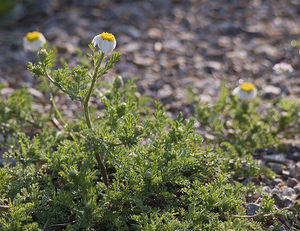 Anthemis maritima (Asteraceae)  - Anthémide maritime, Anthémis maritime, Camomille maritime Aude [France] 19/04/2007