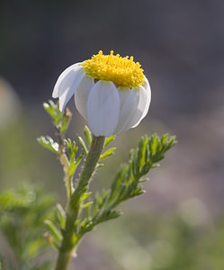 Anthemis maritima (Asteraceae)  - Anthémide maritime, Anthémis maritime, Camomille maritime Aude [France] 19/04/2007