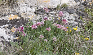 Anthyllis montana (Fabaceae)  - Anthyllide des montagnes, Vulnéraire des montagnes Aveyron [France] 28/04/2007 - 820m