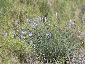 Aphyllanthes monspeliensis (Asparagaceae)  - Aphyllanthe de Montpellier, oeillet bleu de Montpellier, Jonciole, Bragalou Aude [France] 22/04/2007 - 20m