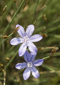 Aphyllanthes monspeliensis (Asparagaceae)  - Aphyllanthe de Montpellier, oeillet bleu de Montpellier, Jonciole, Bragalou Aude [France] 22/04/2007 - 20m